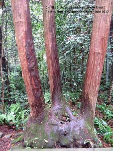 Emeishan 079